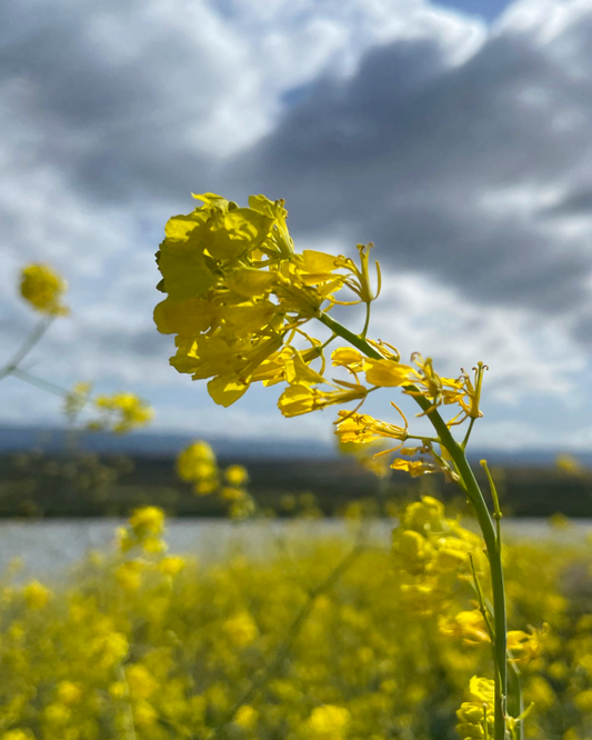 Brassica Collection